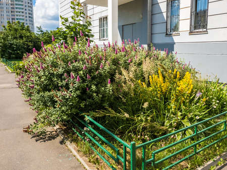 Buddley ornamental shrub near the entrance to Moscow, Russiaの写真素材