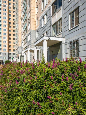 Buddley ornamental shrub near the entrance to Moscow, Russiaの写真素材
