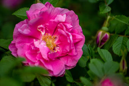 A Pink flowers of wild rose in springの写真素材