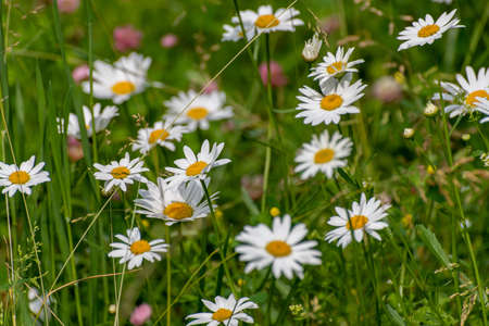 Beautiful large daisies with a white petalsの写真素材