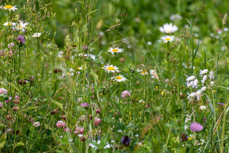 Beautiful Russian meadow with daisies and cloverの写真素材