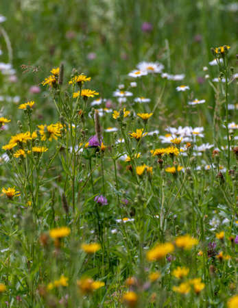 Beautiful Russian meadow with field sow thistle, daisies and cloverの写真素材