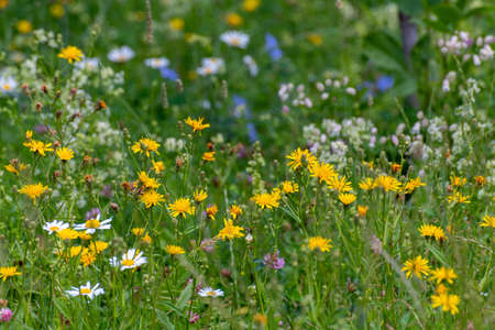 Beautiful Russian meadow with field sow thistle, daisies and cloverの写真素材