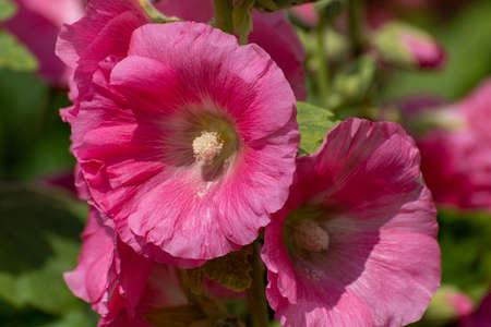 The Beautiful pink decorative mallow is closeupの写真素材