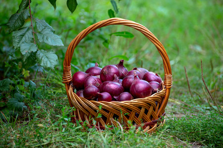 Basket with red onions stands in the grassの写真素材