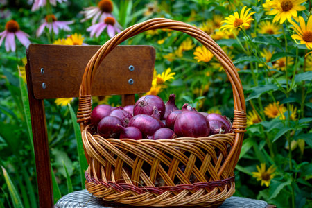 Basket with red onions stands on chair against the background of flower gardenの写真素材