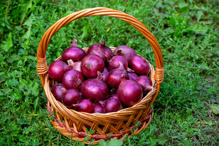 Basket with red onions stands in the grassの写真素材