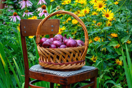 Basket with red onions stands on chair against the background of flower gardenの写真素材