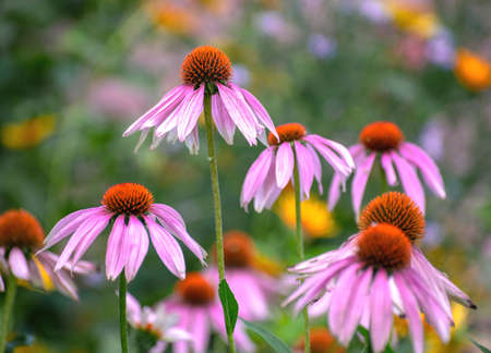 Several of echinacea flowers against a flowers backgroundの写真素材