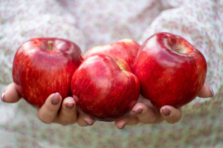 Beautiful red apples in the female handsの写真素材
