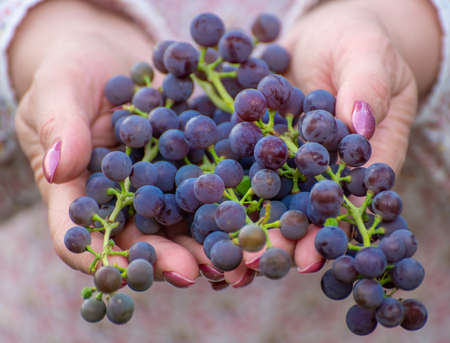 Isabella grapes in female hands. Used in winemakingの写真素材