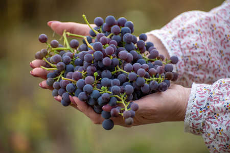 Isabella grapes in female hands. Used in winemakingの写真素材