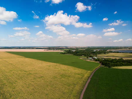 Top view of corn and sunflower fields in Russiaの写真素材