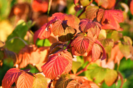 Beautiful red autumn raspberry leaves in the gardenの写真素材