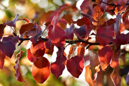 Beautiful red autumn pear leaves in the gardenの写真素材