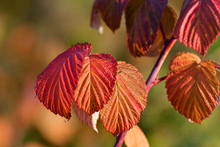 Beautiful red autumn raspberry leaves close upの写真素材