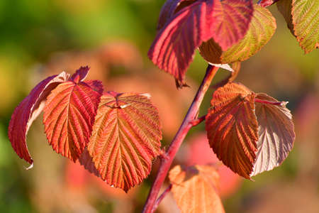 Beautiful red autumn raspberry leaves close upの写真素材