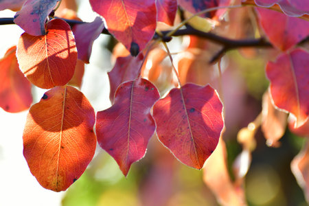Beautiful red autumn pear leaves in the gardenの写真素材