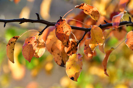 Beautiful yellow autumn hawthorn leaves in the gardenの写真素材