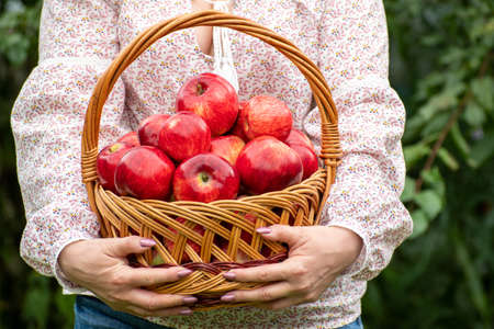 Woman holding a wicker basket with red applesの写真素材