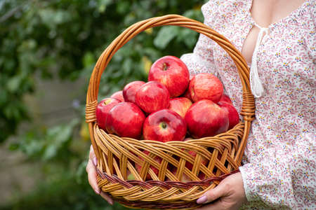 Woman holding a wicker basket with red applesの写真素材