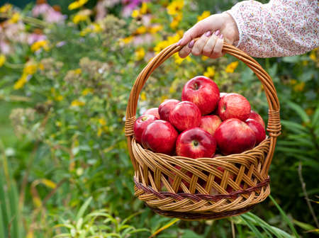 Woman holding a wicker basket with red applesの写真素材