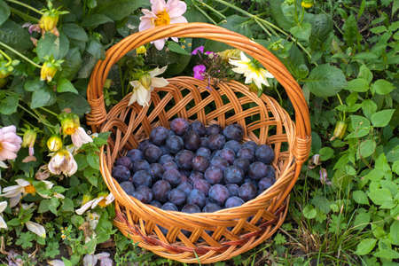 Organic plums in a wicker basket stand on the grassの写真素材
