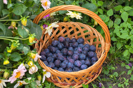 Organic plums in a wicker basket stand on the grassの写真素材