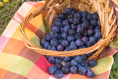 Organic plums in a wicker basket and tableclothsの写真素材