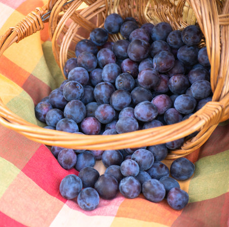 Organic plums in a wicker basket and tableclothsの写真素材