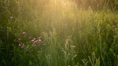 Beautiful sunset landscape with wild steppe grass, Russiaの写真素材