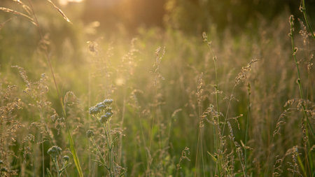 Beautiful sunset landscape with wild steppe grass, Russiaの写真素材