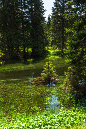 A Small lake in a pine forestの写真素材