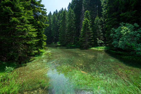 A Small lake in a pine forestの写真素材