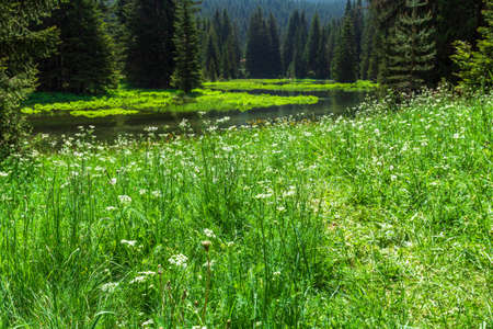 A Small lake in a pine forestの写真素材