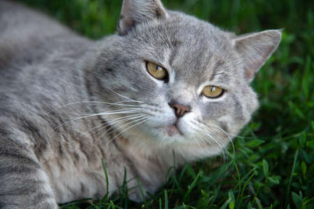 Gray Scottish straight cat lies on the grassの写真素材