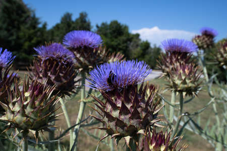Blue thistle flowers outside in summer. A closeupの写真素材
