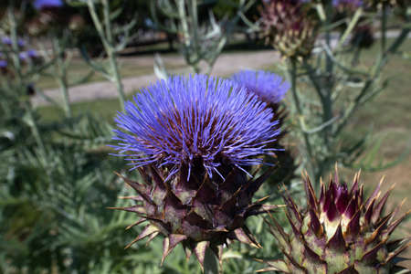 Blue thistle flowers outside in summer. A closeupの写真素材