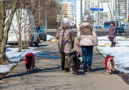 Moscow, Russia - Apr 04. 2017. Two women lead four dogs around the city on leashesのeditorial素材