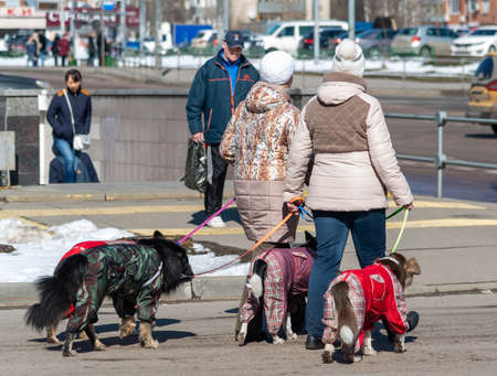 Moscow, Russia - Apr 04. 2017. Two women lead four dogs around the city on leashesのeditorial素材