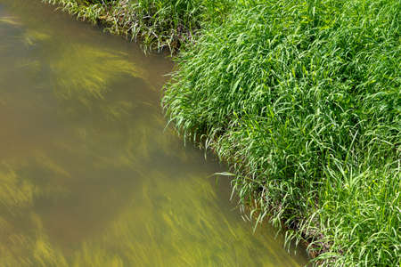 Small small river bank in the summer
