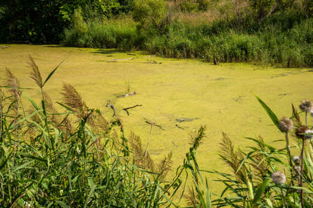Beautiful summer countryside landscape with river overgrown with duckweed