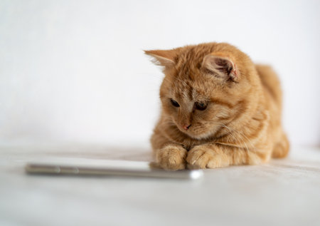Ginger kitten lies next to the cell phoneの写真素材