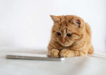 Ginger kitten lies next to the cell phoneの写真素材