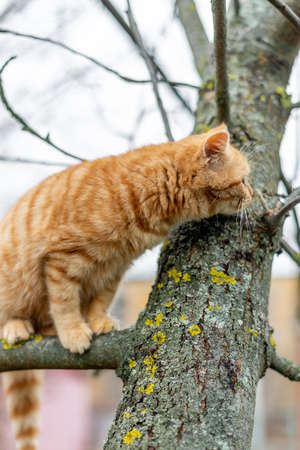 Ginger kitten climbs the tree in autumnの写真素材