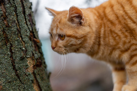 Ginger kitten climbs the tree in autumnの写真素材