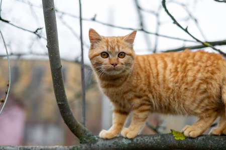 Ginger kitten climbs the tree in autumnの写真素材
