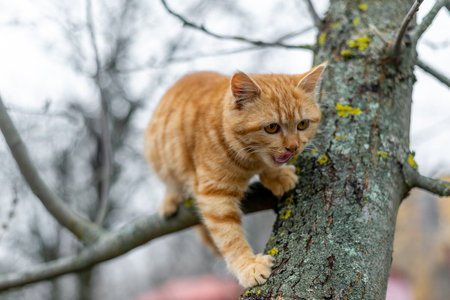 Ginger kitten climbs the tree in autumnの写真素材