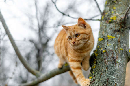 Ginger kitten climbs the tree in autumnの写真素材