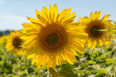 Field of blooming sunflowers at sunset, close-upの写真素材